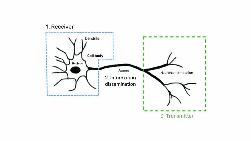 Biological neuron