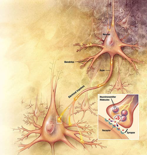 neurons