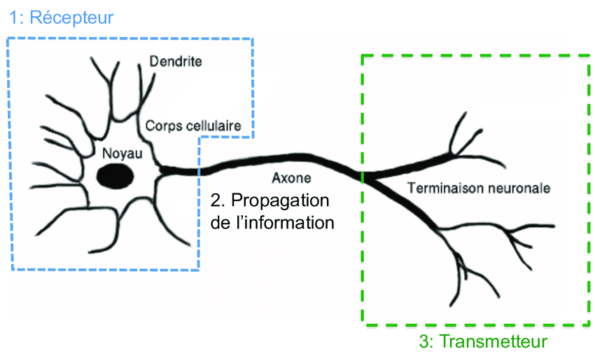 neurone