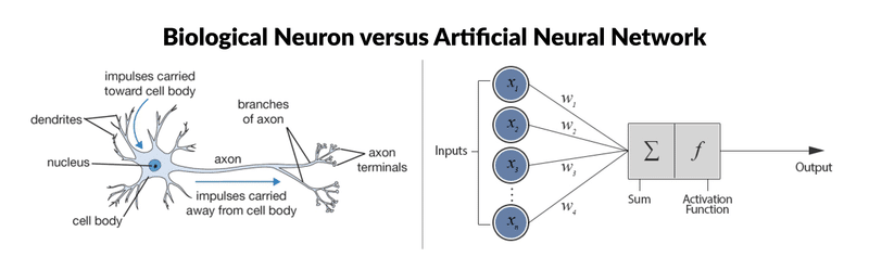 neuron