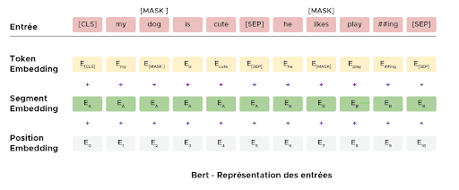 BERT : Représentation des entrées