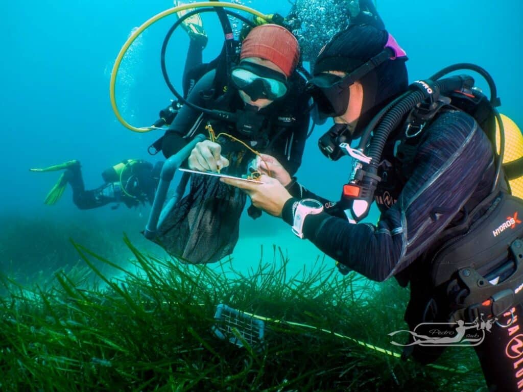 Plongeur étudiant la vie sous marine