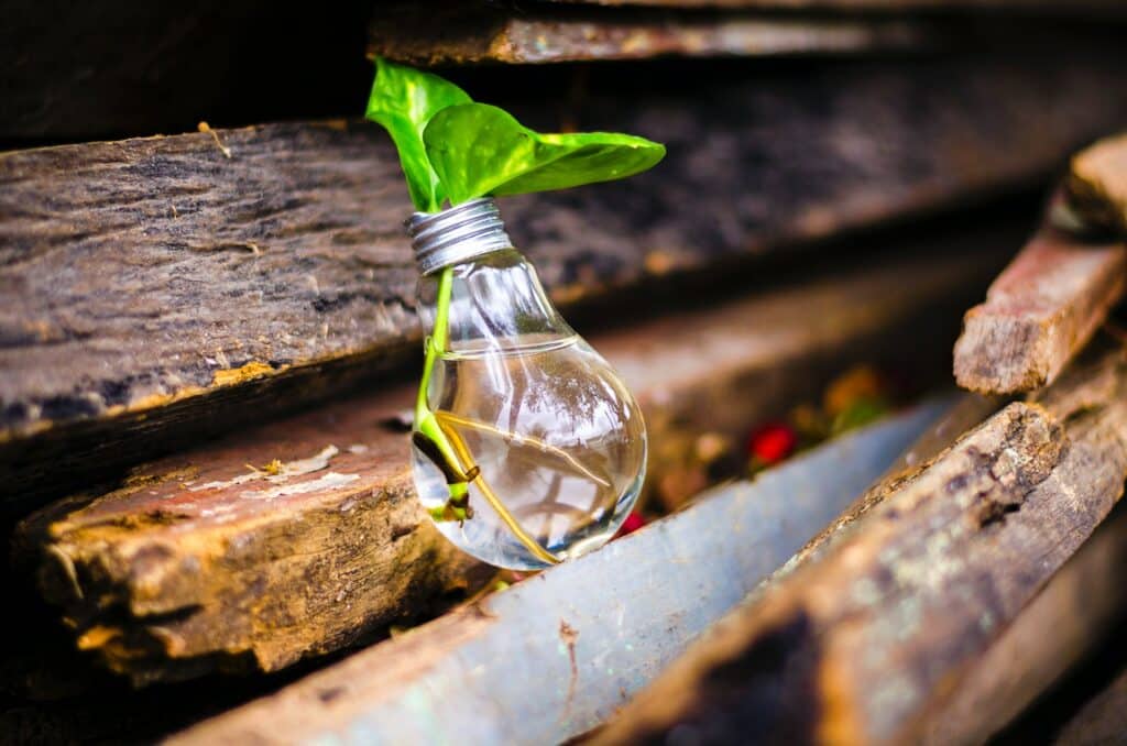 Plante poussant dans une ampoule