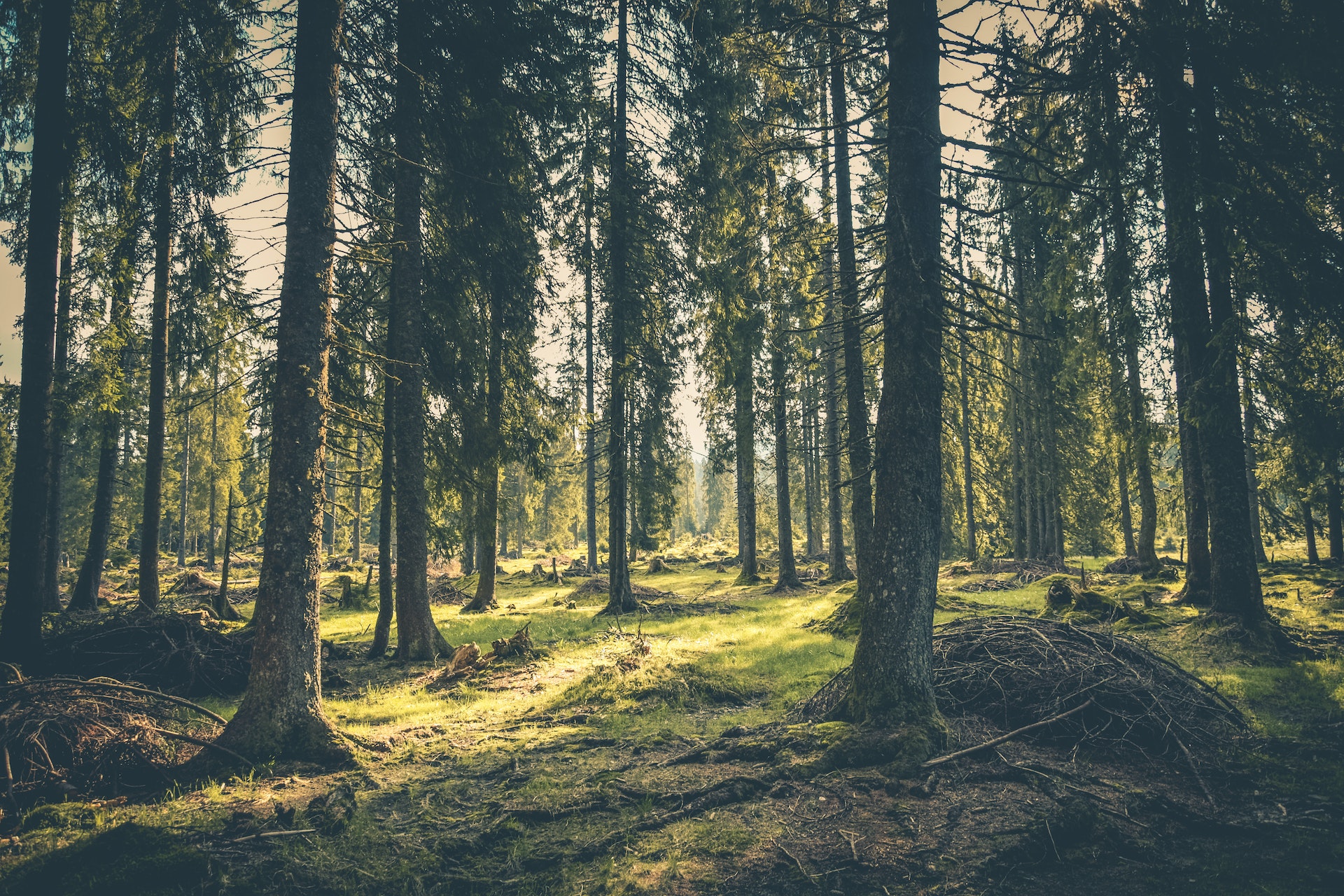 Forêt d'arbre sur terrain mousseux