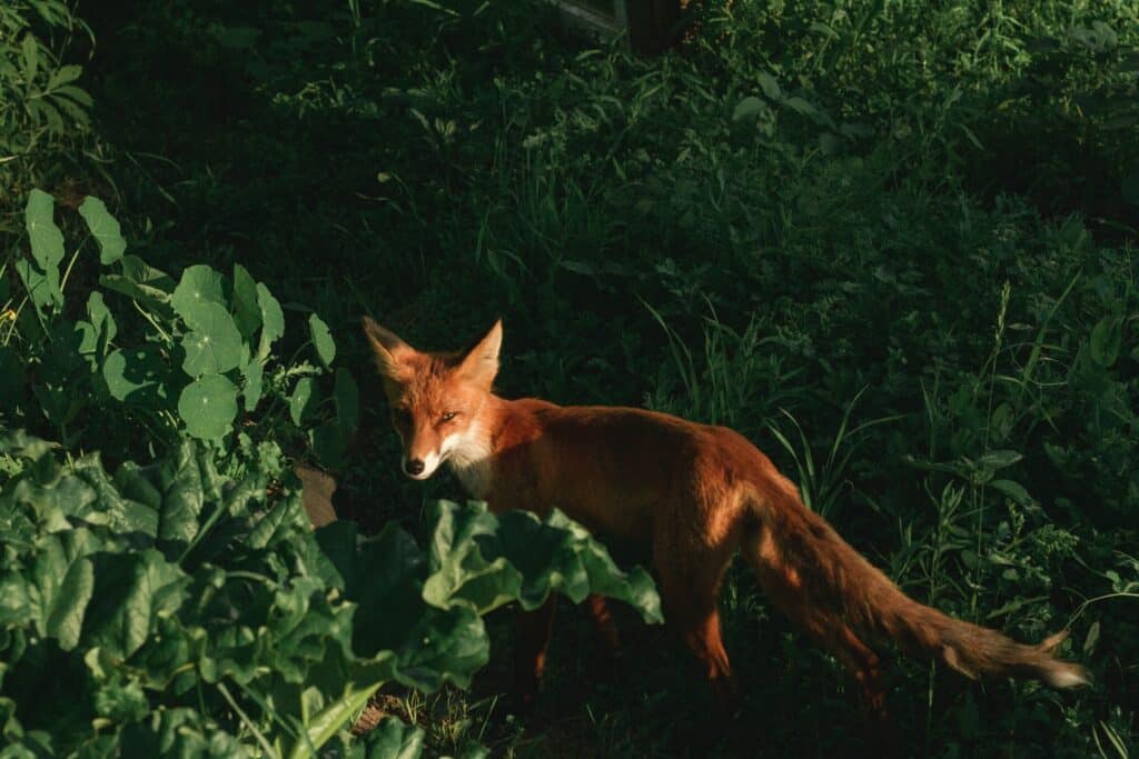 Renard en pleine nature