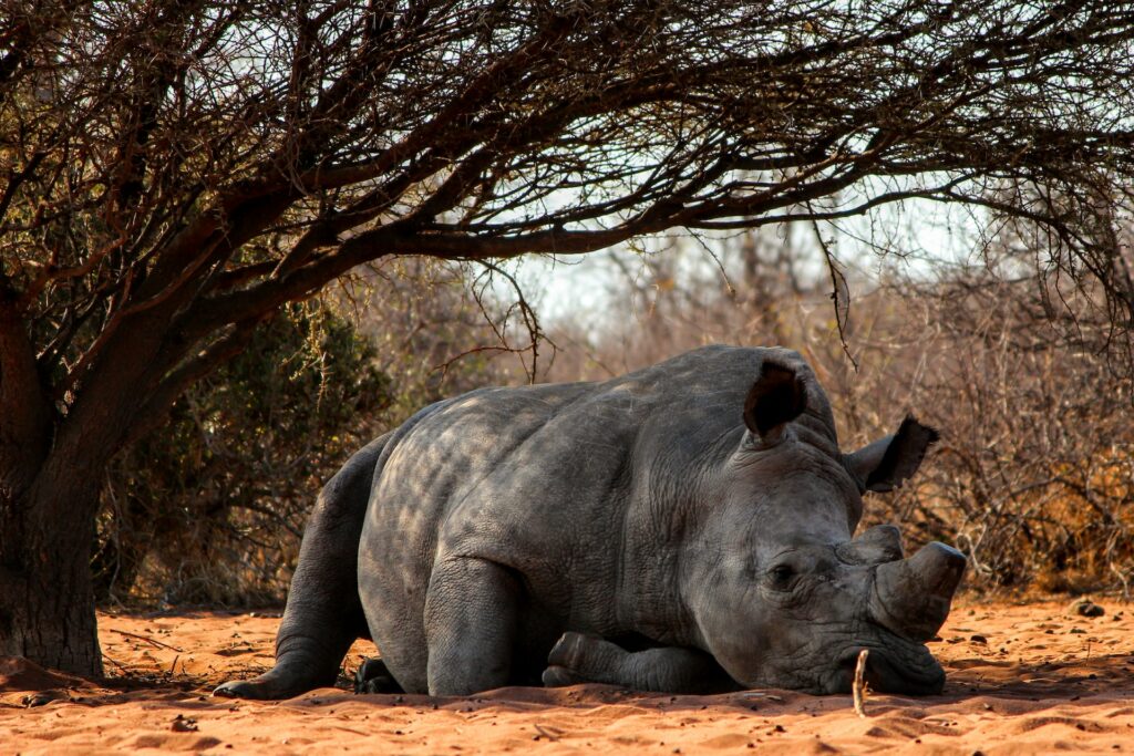 Rhinocéros dans son habitat naturel