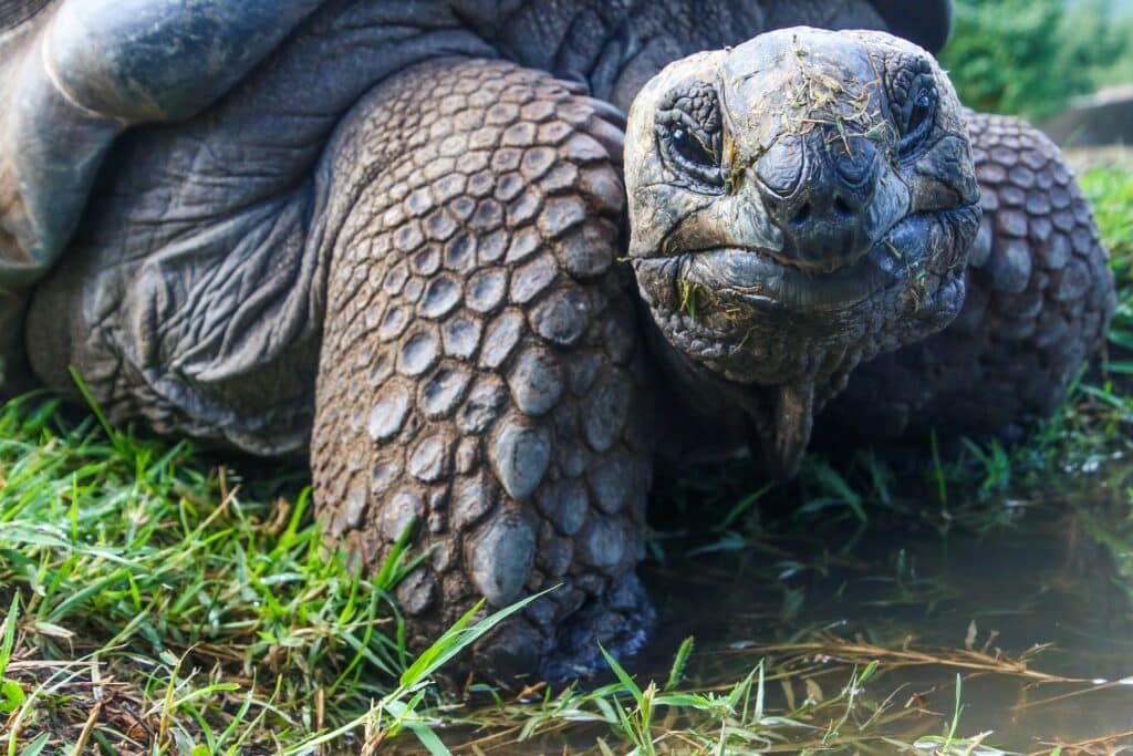 Tortue terrestre