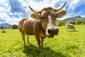 Vache blanche dans un pré